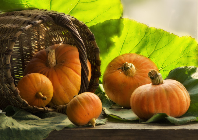 Solar pumpkins