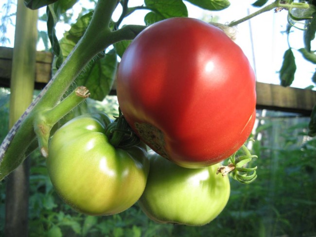 pink_Tomato_dacha_10_1024x768.