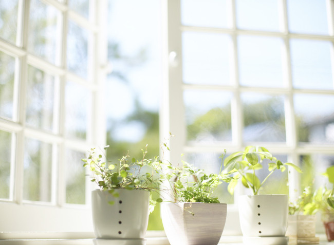 พืชในหน้าต่าง --- ภาพตามภาพ©ไม่มีค่าลิขสิทธิ์ / corbis