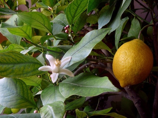 صورة من الليمون شجرة -4