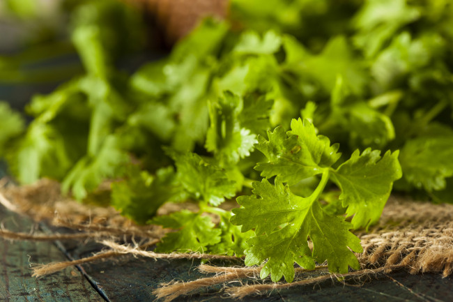 Organické surové zelené cilantro
