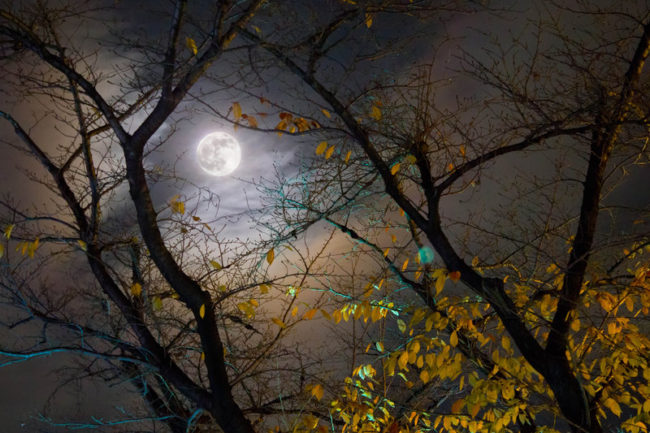 autumn_full_moon_by_dheej18-D4IRGS1