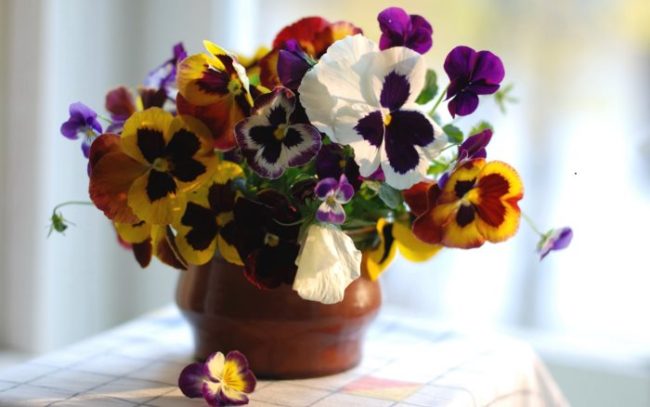 nature___flowers_viola_flowers_violets__pansies_in_pot_066240_