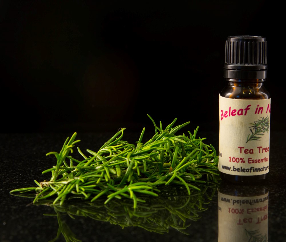 Tea tree oil. Аромамасла чайного дерева. Масла эфирные деревья. Масло чайного дерева от. Эфиркой чайного дерева.