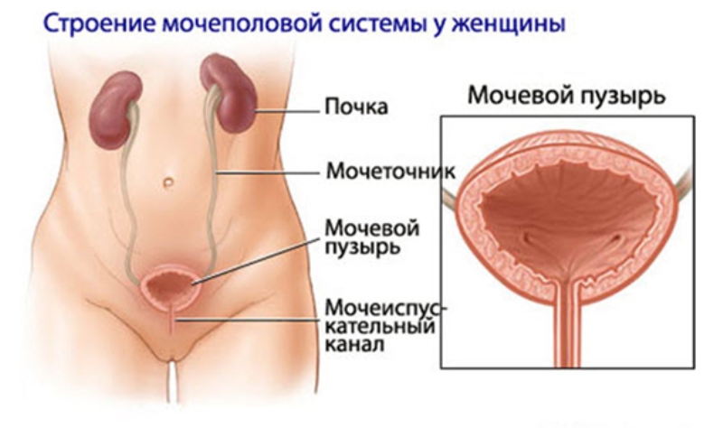 Уретра у женщин картинка