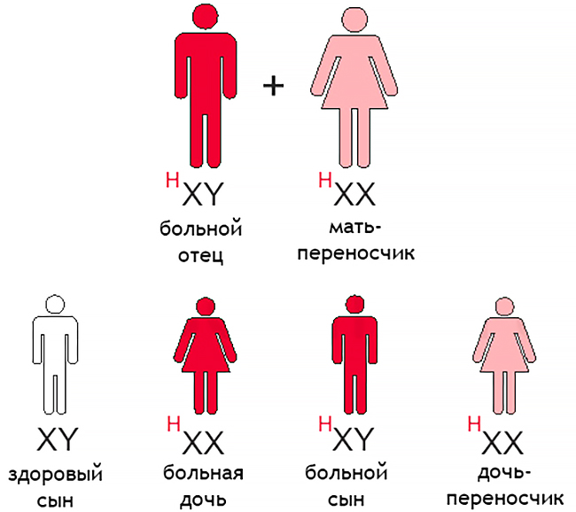 Как передается гемофилия по наследству схема