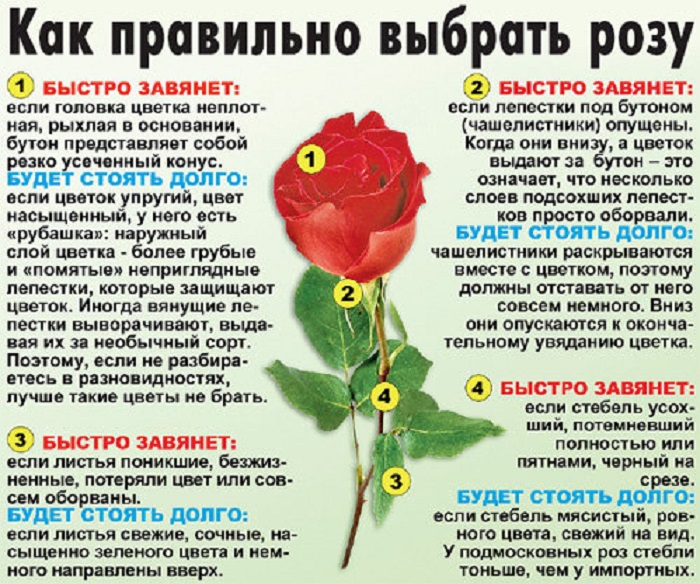 Чтобы букет роз долго простоял. Как выбрать розы. Как выбрать свежие розы. Как правильно выбирать розы. Как правильно выбрать свежие розы.