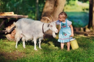 Manfaat dan bahaya dari susu kambing. Cara minum susu kambing. Apakah mungkin untuk memberikan susu kambing dengan bayi yang baru lahir. Pengobatan susu kambing. Penerapan susu kambing untuk wajah dan rambut