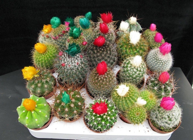Kako se brinuti za kaktus u lonac kod kuće. Domaći kaktus: zalijevanje, slijetanje, reprodukcija - upute