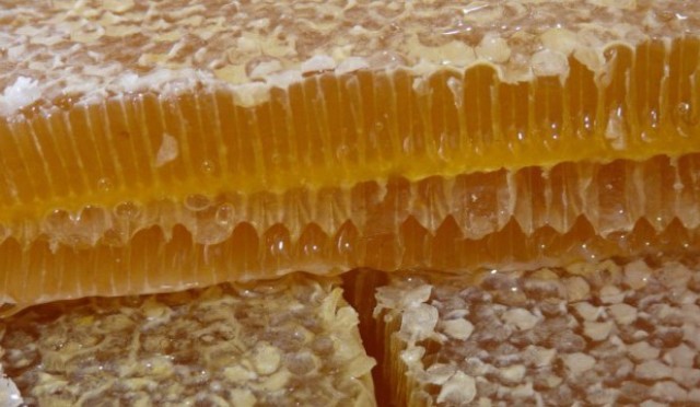คุณสมบัติการรักษาของการบริโภคได้รับประโยชน์และเป็นอันตราย วิธีการใช้ผึ้ง