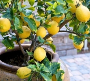 Hur man växer citron från ben hemma. Hur man planterar citron från ett ben. Hur man bryr sig om citron som odlas ut ur benet