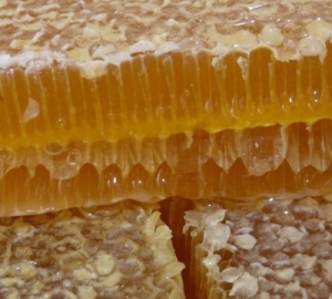 คุณสมบัติการรักษาของการบริโภคผลประโยชน์และอันตราย วิธีการทานผึ้ง
