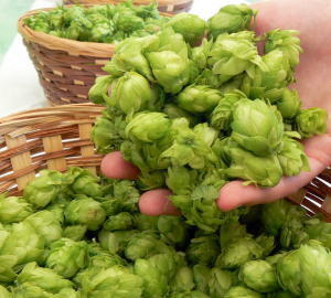 Therapeutic properties of hop cones - indications, contraindications. The use of hops and chest cones. How to use hop cones oil at home