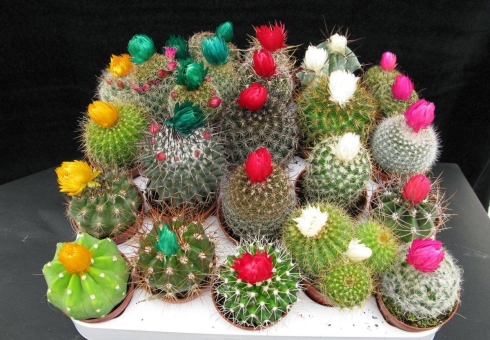Kako se brinuti za kaktus u lonac kod kuće. Domaći kaktus: zalijevanje, slijetanje, reprodukcija - upute