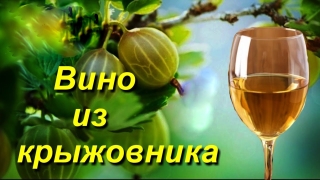 Как сделать вино из крыжовника в домашних условиях. Пошаговые рецепты домашнего вина из крыжовника