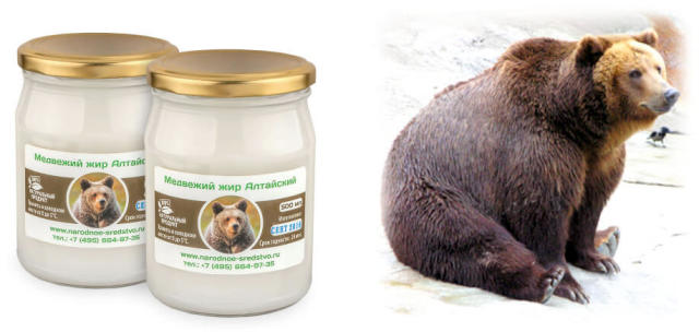 Лечебные свойства медвежьего жира. От чего помогает медвежий жир — показания, противопоказания. Как принимать медвежий жир. Лечение медвежьим жиром в домашних условиях