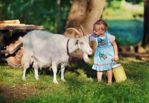 Výhody a poškodenie kozieho mlieka. Ako piť kozie mlieko. Je možné dať kozové mlieko s novorodencami. Liečba kozieho mlieka. Aplikácia kozy mlieka na tvár a vlasy
