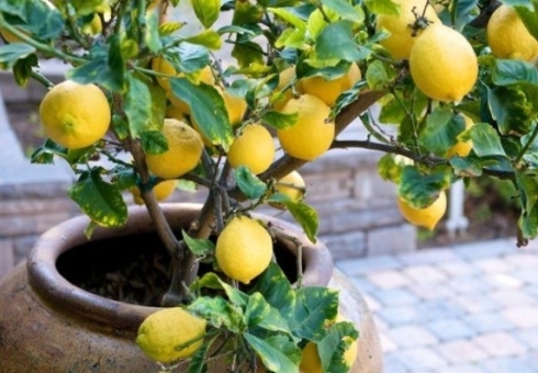 كيف تنمو الليمون من العظام في المنزل. كيفية زرع الليمون من العظام. كيف تهتم بالليمون نمت من العظام