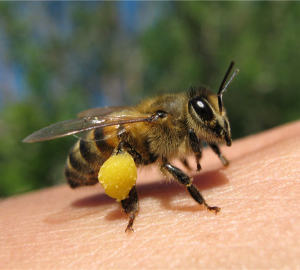 What to do with the bite of bees - first aid. What a bee bite looks like - a photo. How to remove swelling and redness after the bee bite at home. How to Annote Bee Bite - Means