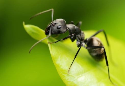 The use of formic oil, benefit and harm. How to use ant oil from unwanted hair