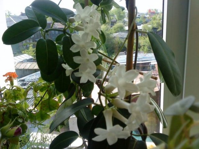 Как выглядит цветок стефанотис: описание, фото. Выращивание стефанотиса в домашних условиях: посадка, уход, размножение