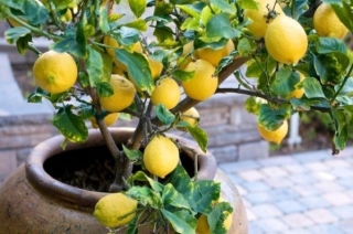 Hur man växer citron från ben hemma. Hur man planterar citron från ett ben. Hur man bryr sig om citron som odlas ut ur benet