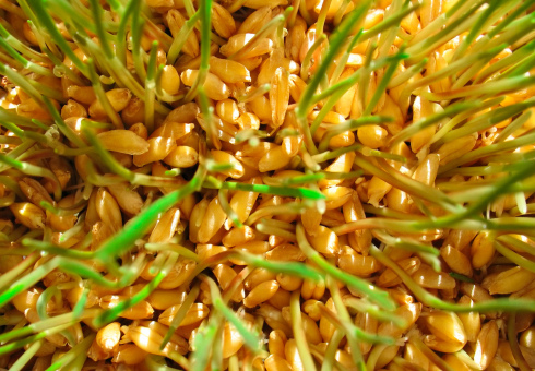 Cara menanam gandum di rumah. Tumbuh kecambah gandum di rumah