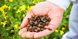 คุณสมบัติของการส่งผึ้งผลประโยชน์อันตราย การใช้งานของผึ้งไขว้วิธีปรุงอาหาร - สูตรอาหาร สิ่งที่ปฏิบัติต่อการส่งผึ้งภายใต้สิ่งที่ใช้กับโรค การรักษามณฑลผึ้ง