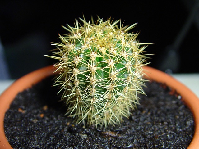 How to transplant cactus