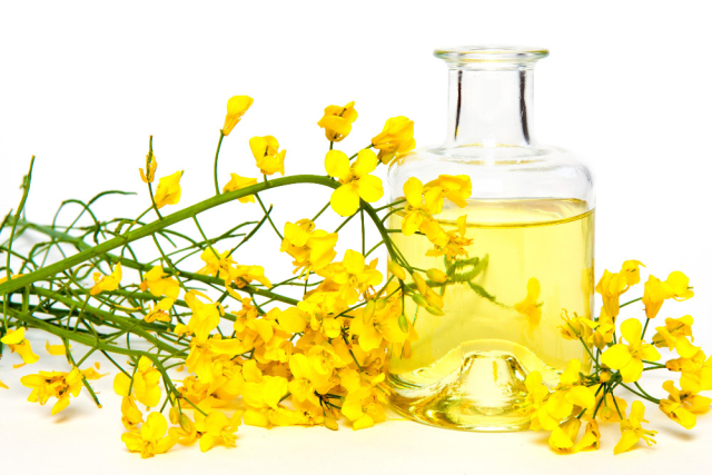 Benefits and harms of rapeseed oil. What makes rapeseed oil - composition. The use of rapeseed oil