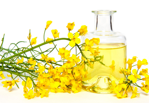 The benefits and harm of rapeseed oil. From what makes rapeseed oil - the composition. Application of rapeseed oil