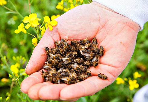 خواص مواد غذایی زنبور عسل، سود، آسیب. استفاده از زنبور عسل، نحوه طبخ آن - دستور العمل. چه چیزی باعث سوء استفاده از زنبور عسل، تحت چه بیماری ها استفاده می شود. درمان زنبور عسل