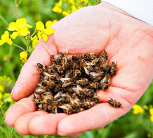 Svojstva pčelinjeg podpona, korist, šteta. Korištenje bee renorma, kako kuhati - recepte. Što tretira pčelinji mentorstvo, pod koje bolesti se koriste. Liječenje pčela