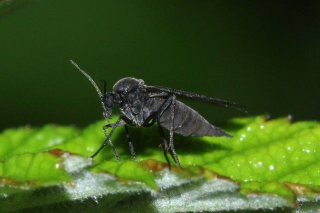 musculițe florale a început în apartament - cum să lupte. Cum să scapi de musculițe de flori la domiciliu. Flower Midges