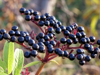 თვისებები და გამოყენების elderberry