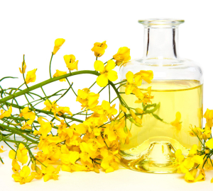 The benefits and harm of rapeseed oil. What are the rapeseed oil - the composition. The use of rapeseed oil