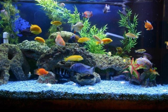 Как правильно чистить аквариум в домашних условиях. Как часто нужно чистить аквариум. Как чистить грунт в аквариуме. Какие рыбки чистят аквариум