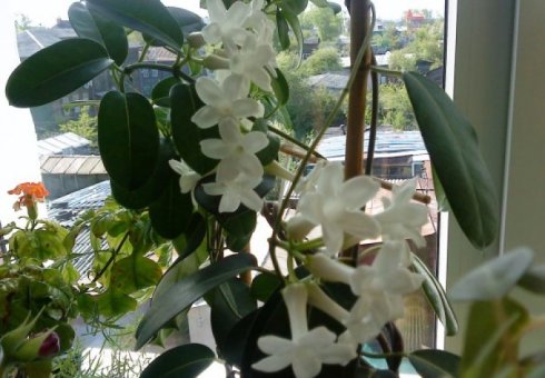 Τι μοιάζει με το Stefanotis λουλούδι: Περιγραφή, φωτογραφία. Καλλιέργεια Stefanotis στο σπίτι: προσγείωση, φροντίδα, αναπαραγωγή