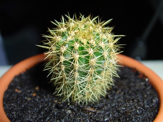 როგორ გადანერგვა cactus