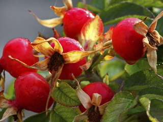 How to collect a rosehip. How to dry a hips at home. How to dry the fruits, flowers and rose rose