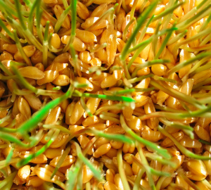 How to grow wheat at home. Growing wheat sprouts at home