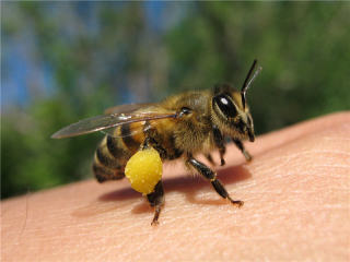 Vad man ska göra med bissen av bin - första hjälpen. Vad en Bee Bite ser ut - ett foto. Hur man tar bort svullnad och rodnad efter biotillbetten hemma. Hur man antote Bee Bite - betyder