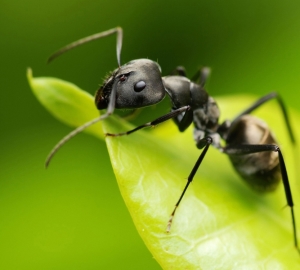 Korištenje mravljanja ulja, koristi i štete. Kako koristiti mravlje ulje iz neželjene kose