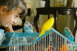 Je možné učiť zvlnený papagáj. Ako si vybrať hovoriaci vlnitý papagáj. Ako naučiť vlnitý papagáj doma