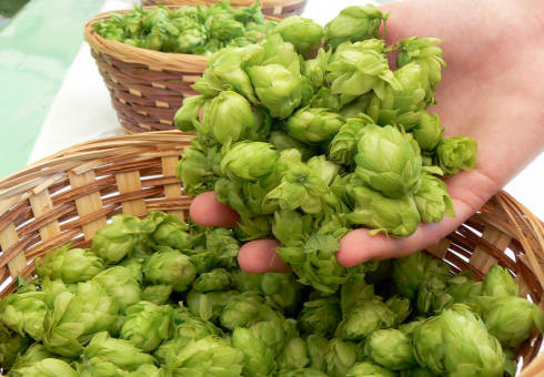 The healing properties of hop cones are indications, contraindications. The use of hop cones for hair and chest. How to use hop conels at home