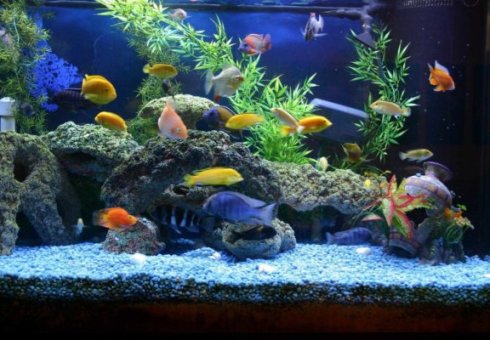 Cum să curățați acvariul acasă. Cât de des aveți nevoie pentru a curăța acvariul. Cum să curățați solul în acvariu. Ce pește este curățarea acvariului