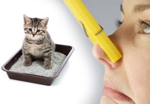 Kako se riješiti mirisa mačke u urinu u stanu. Kako se može miris mačje urine u cipelama, na kauču, na tepihu, s poda. Znači ukloniti miris mačke urina