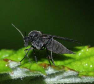 Floral midges started in the apartment - how to fight. How to get rid of flower midges at home. Flower Midges