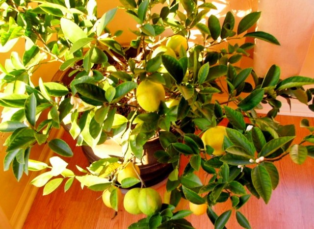 كيف تنمو الليمون في المنزل