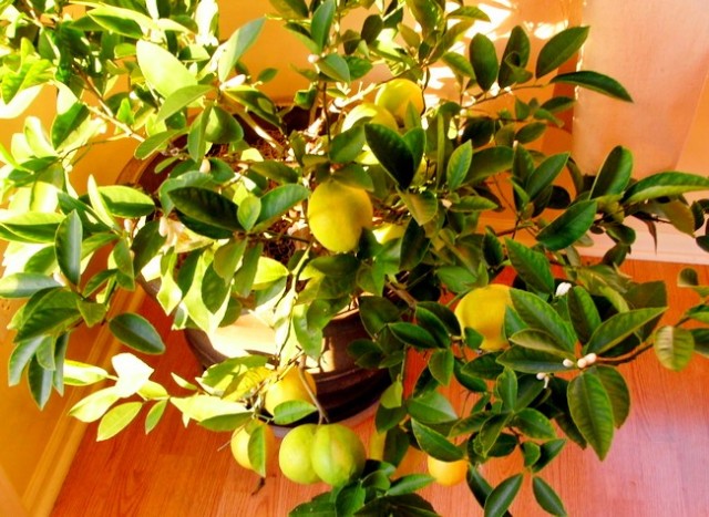 How to grow lemon at home